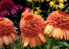 echinacea-eccentric-yellow- - kopiya — kopiya